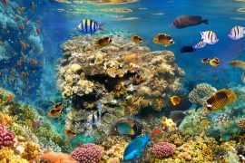 2025/10/coral-reef.jpg