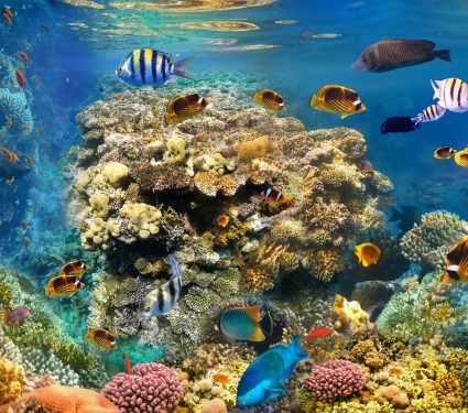 2025/10/coral-reef.jpg