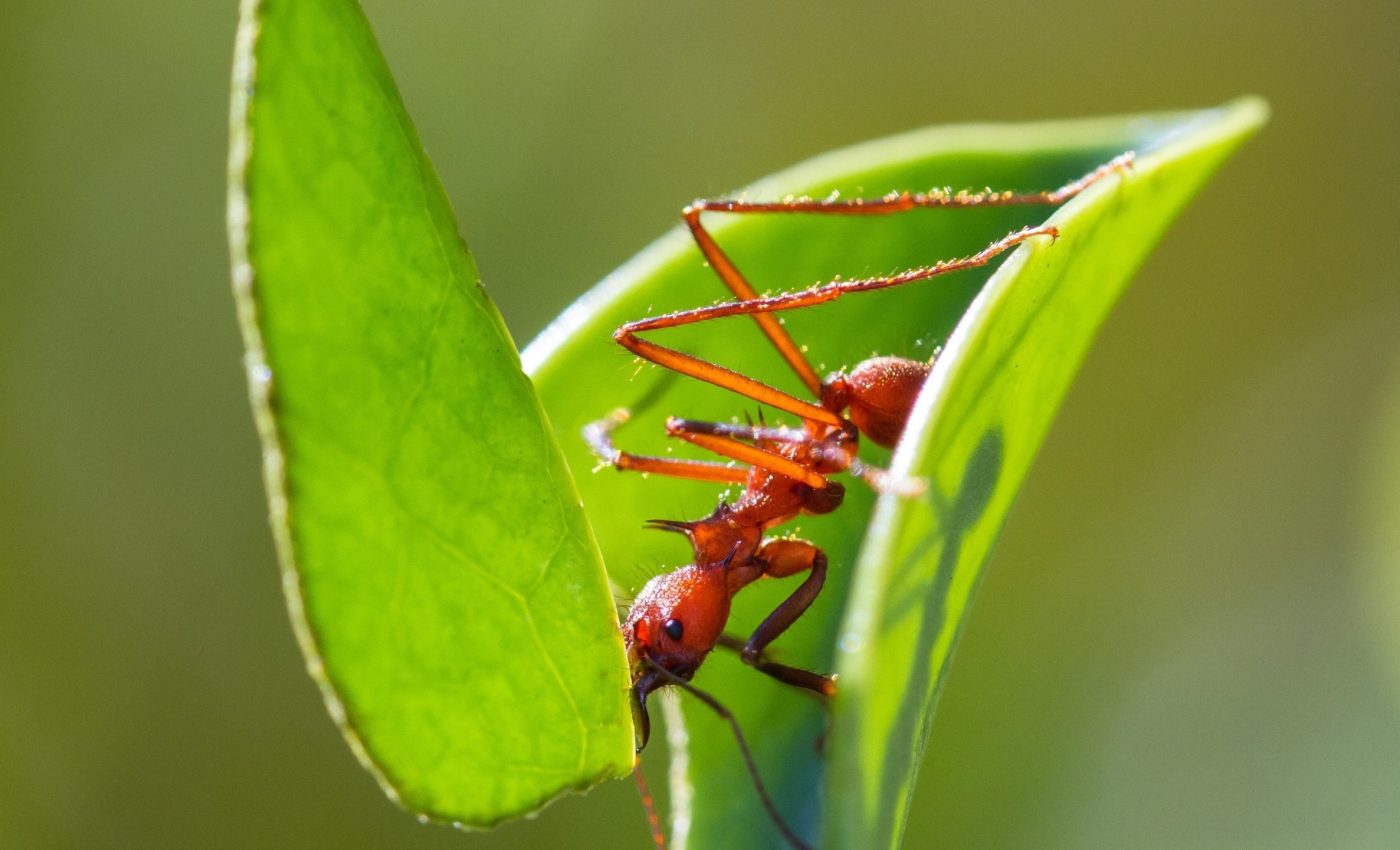 Even leafcutter ants get 'blind spots' when they're overloaded