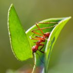 2025/10/leafcutter-ant-load.jpg