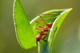 2025/10/leafcutter-ant-load.jpg
