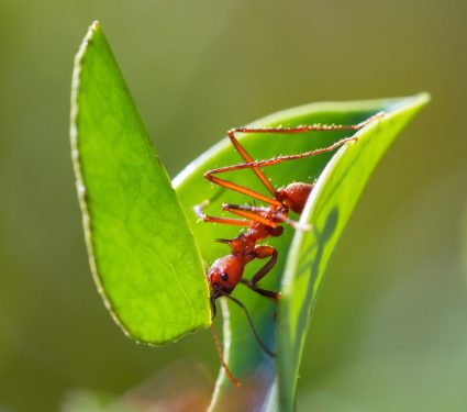 2025/10/leafcutter-ant-load.jpg