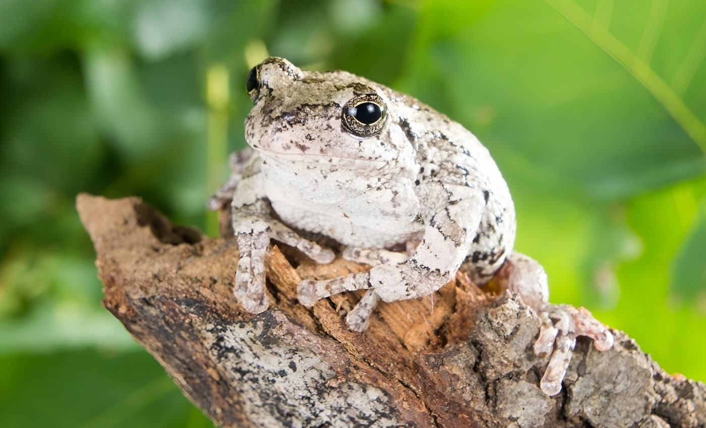 Tree frogs freeze themselves for a winter that never comes