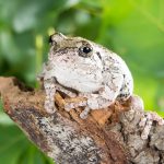 2025/10/Tree-frogs-winter.jpg