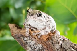 2025/10/Tree-frogs-winter.jpg