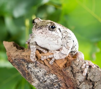 2025/10/Tree-frogs-winter.jpg
