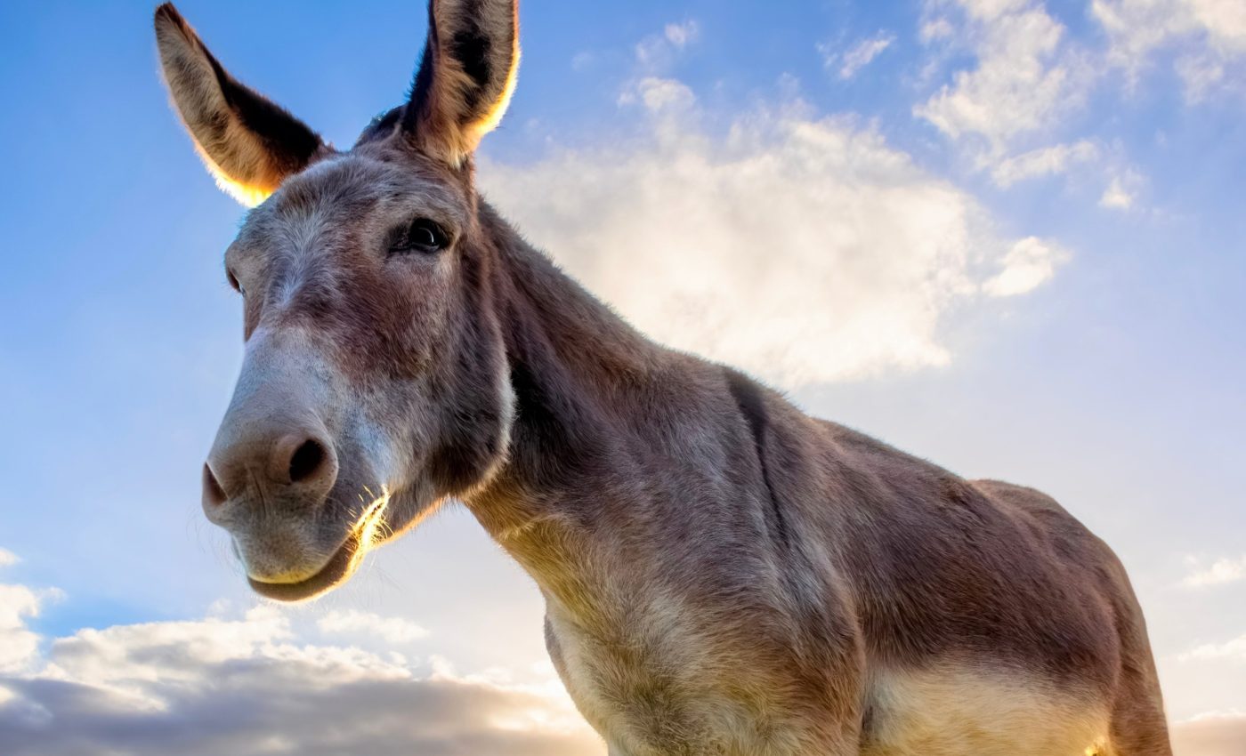 Old bones reveal that colonists brought donkeys to the New World