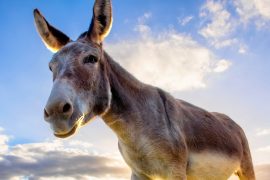 2025/10/Colonists-donkeys.jpg