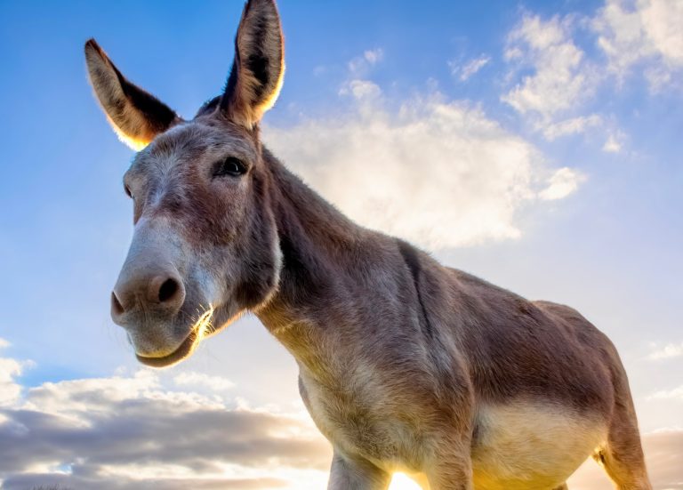 2025/10/Colonists-donkeys.jpg