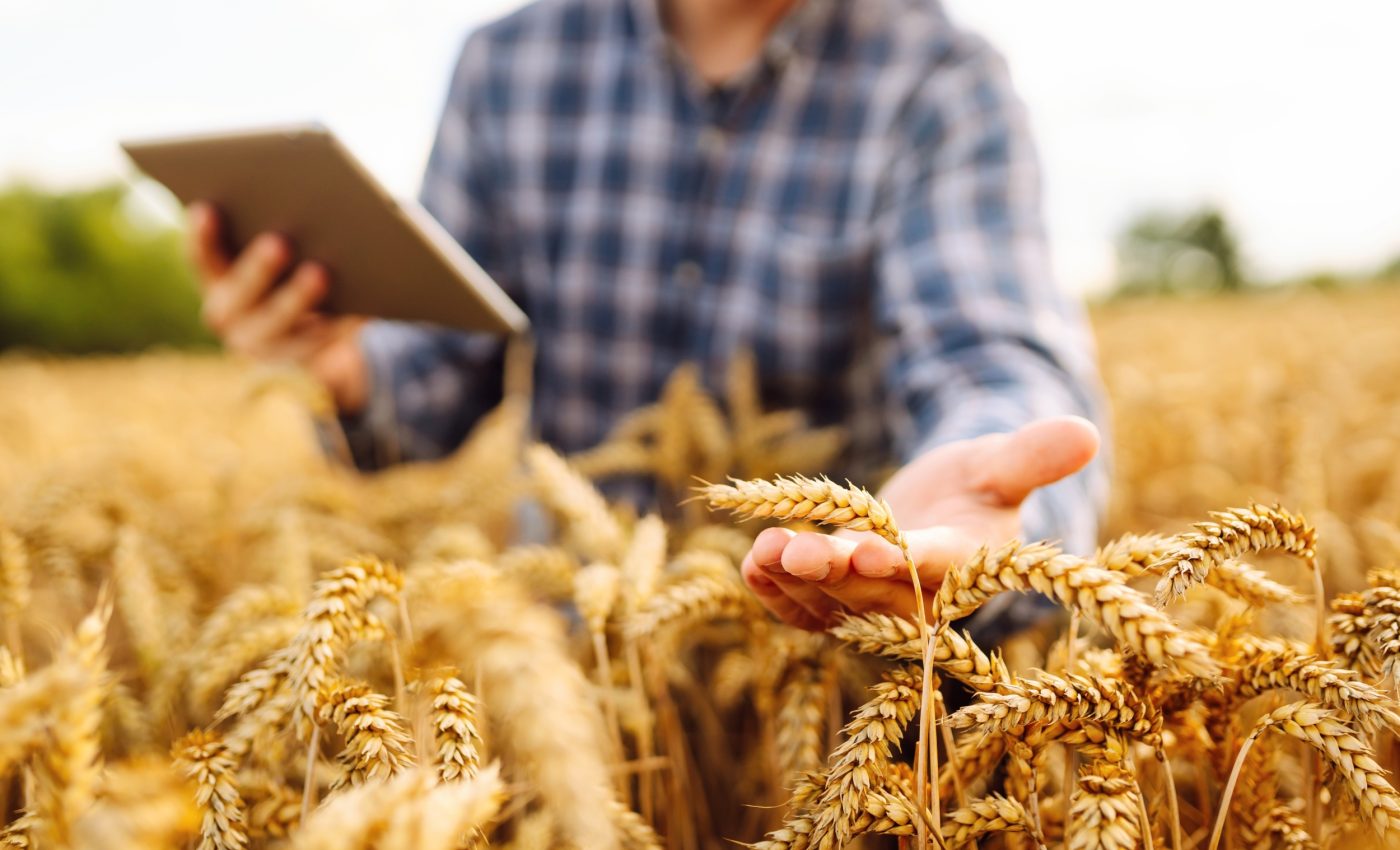 Wheat gene map shows how plants survive heat and drought