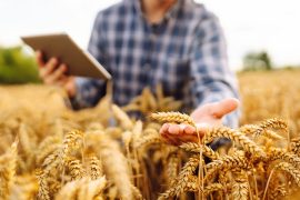2025/10/Wheat-gene-map.jpg