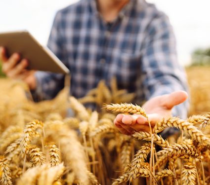 2025/10/Wheat-gene-map.jpg