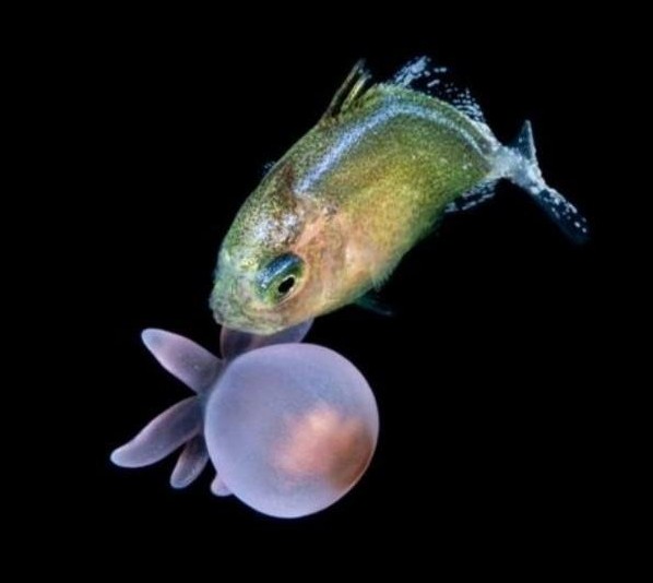 Why are fish carrying sea anemones? A hidden partnership revealed