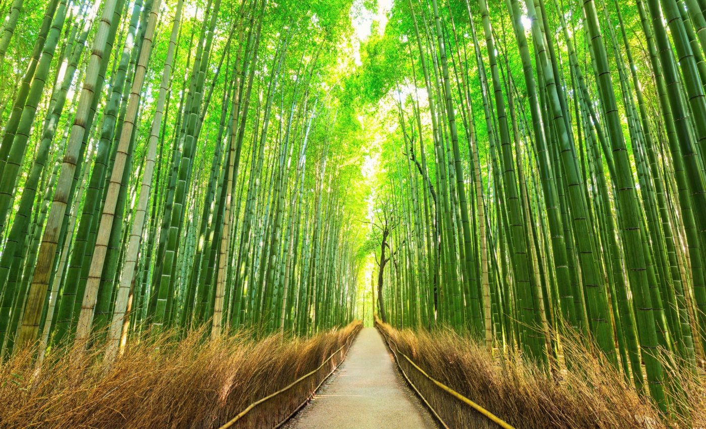 Bamboo plastic is strong, moldable, and vanishes in soil