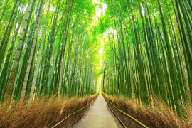 2025/10/Bamboo-plastic.jpg