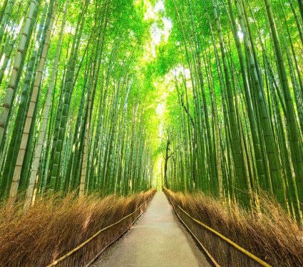 2025/10/Bamboo-plastic.jpg
