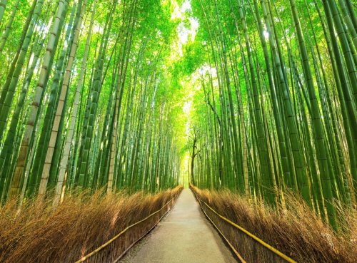2025/10/Bamboo-plastic.jpg
