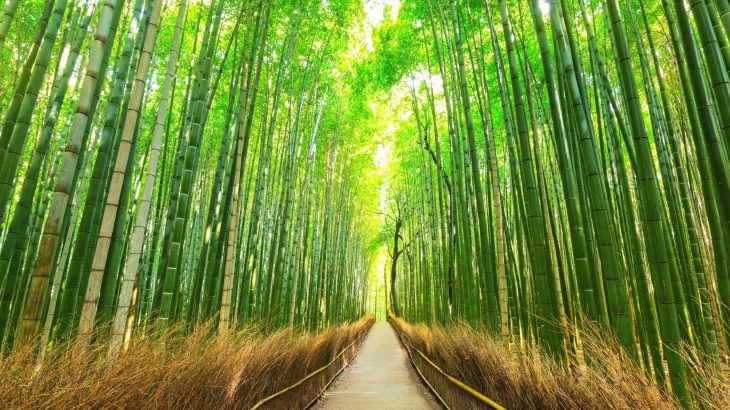 Bamboo plastic is strong, moldable, and vanishes in soil