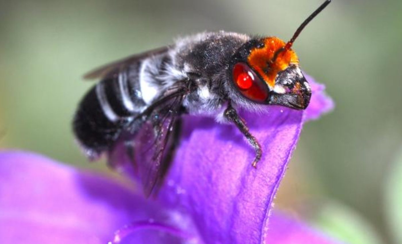 Fires don't affect all bees the same way