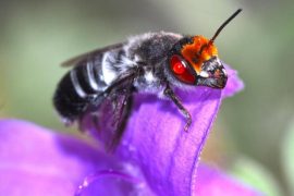2025/10/Bees-fire.jpg