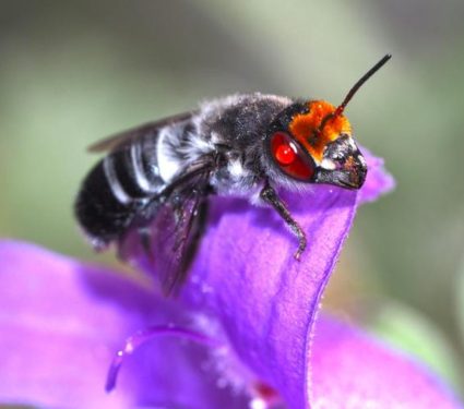 2025/10/Bees-fire.jpg