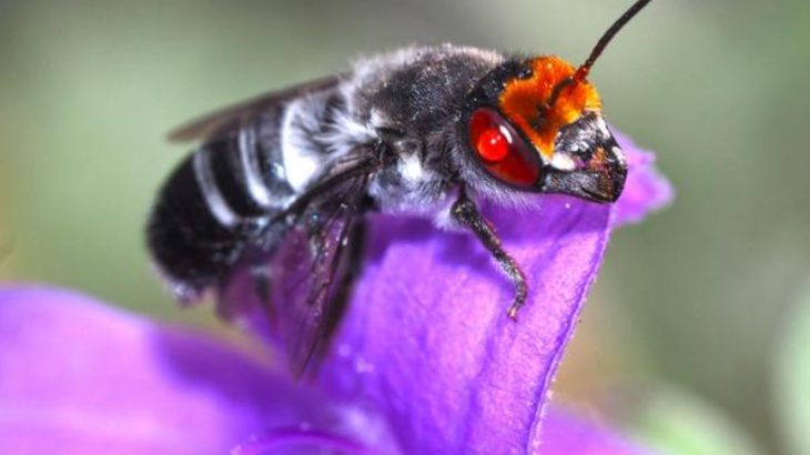 2025/10/Bees-fire.jpg