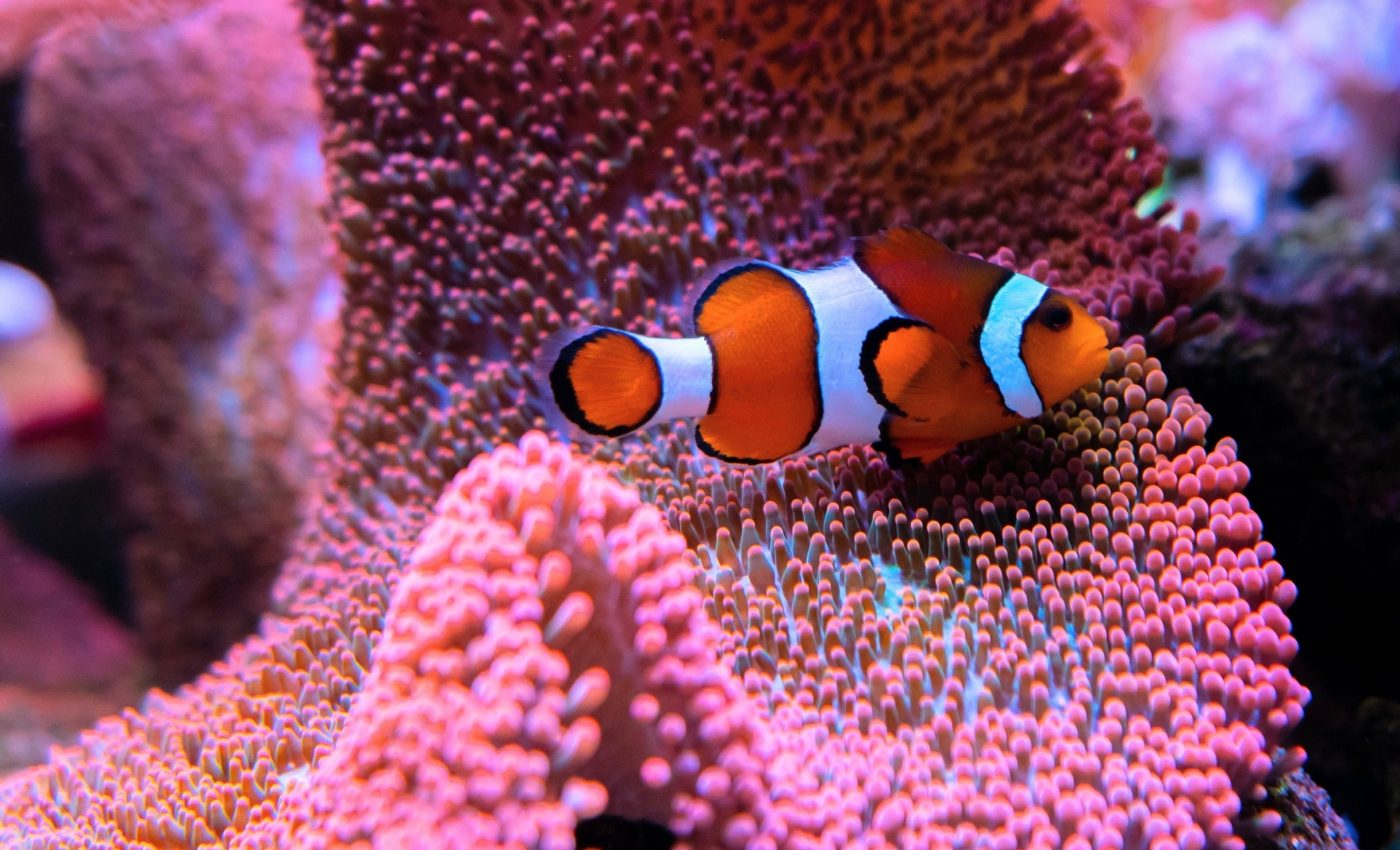 Most aquarium fish still come from the wild, putting reefs at risk