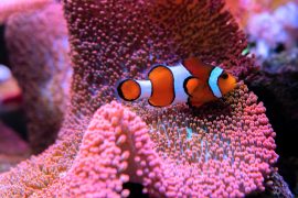 2025/10/Aquarium-fish-1.jpg