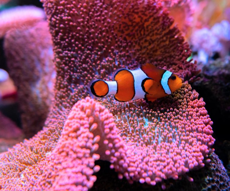 Most aquarium fish still come from the wild, putting reefs at risk