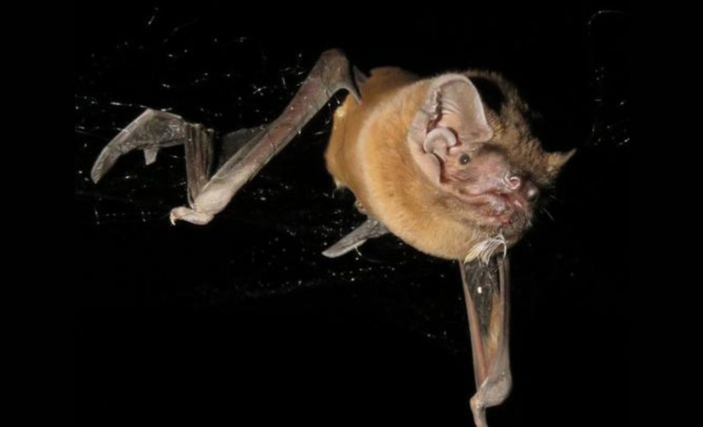 Giant bat catches and eats birds midflight