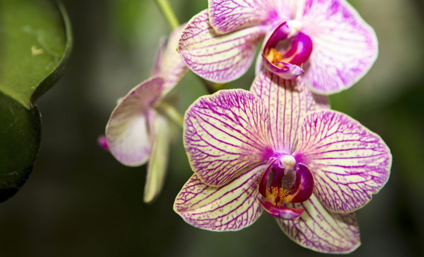 Fungi in deadwood help orchids grow in the dark