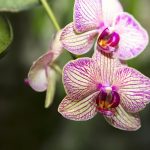2025/10/Orchids-fungi.jpg