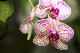 2025/10/Orchids-fungi.jpg