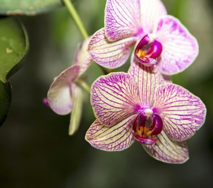 2025/10/Orchids-fungi.jpg