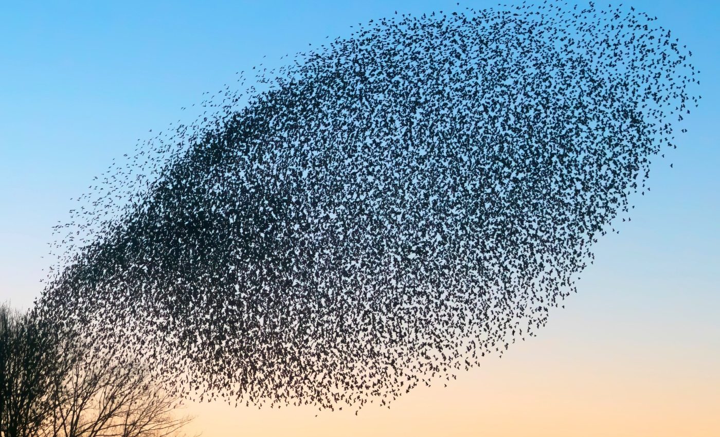 Animals use invisible light layers in the sky for navigation