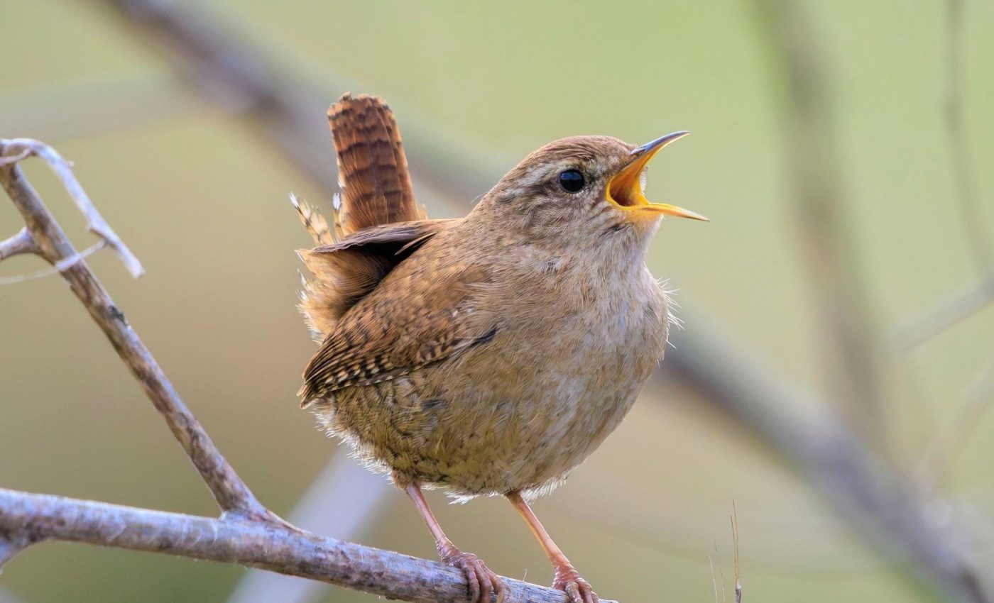 Solar eclipse reveals that darkness resets birds’ biological clocks