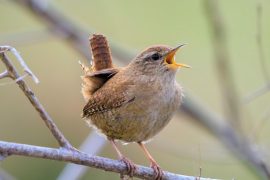 2025/10/Bird-biology-eclopse.jpg