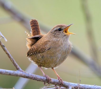 2025/10/Bird-biology-eclopse.jpg