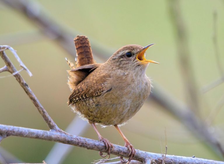 2025/10/Bird-biology-eclopse.jpg