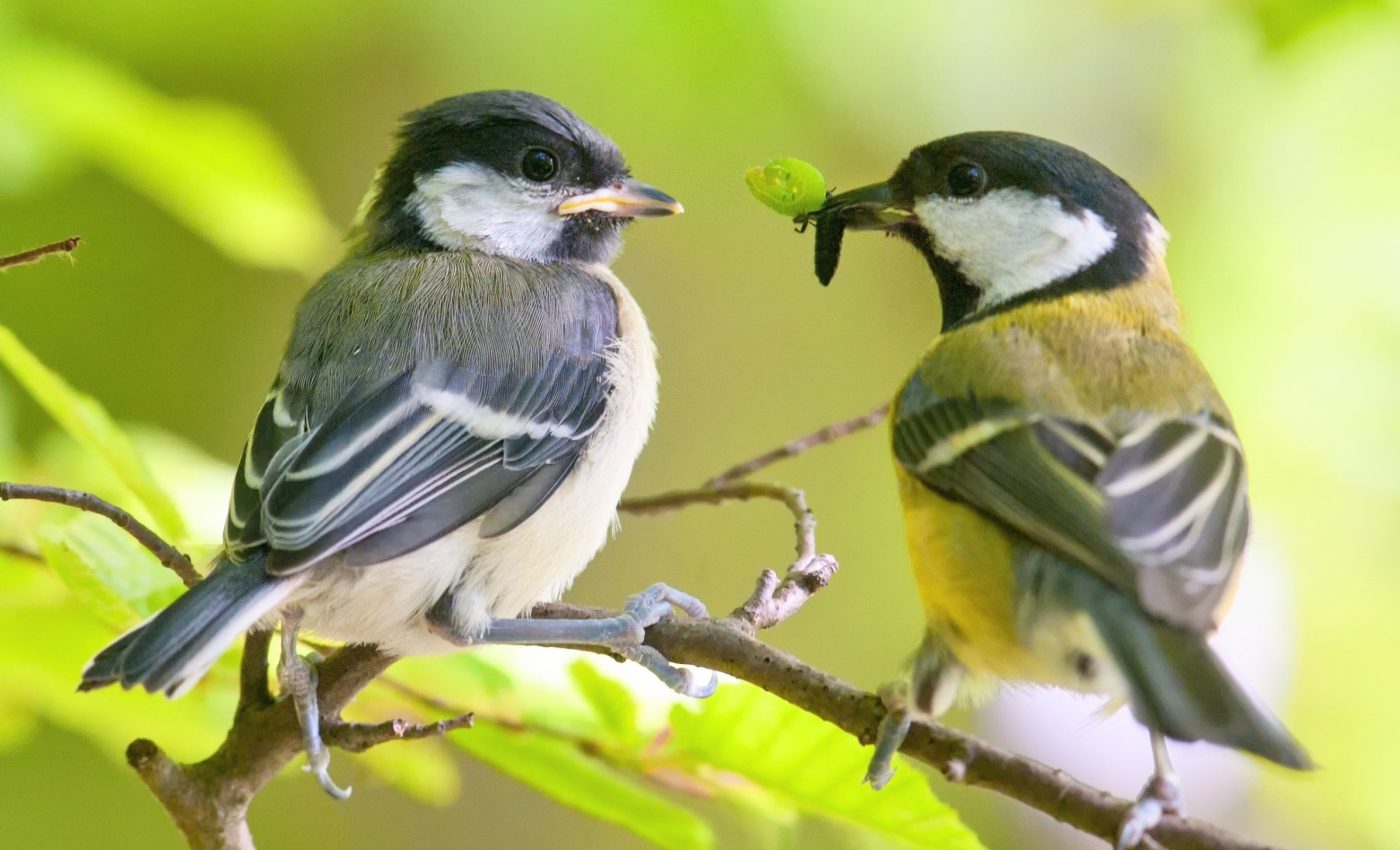 Young birds learn to survive from siblings instead of their parents