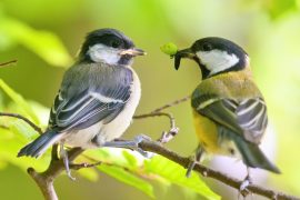 2025/10/Bird-siblings2.jpg