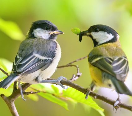 2025/10/Bird-siblings2.jpg