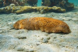 Underwater janitors prevent coral disease