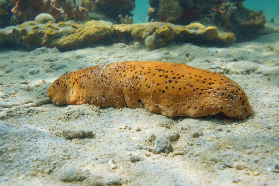 Underwater janitors prevent coral disease