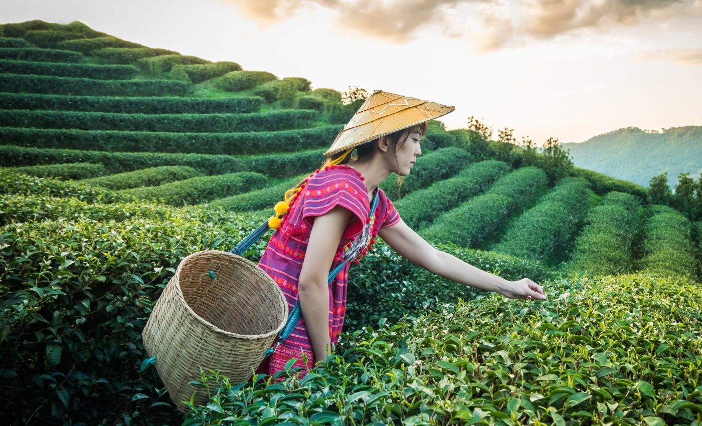 China’s tea-growing zones are shifting in a warmer world