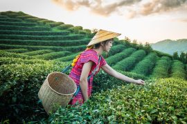 2025/10/China-tea2.jpg