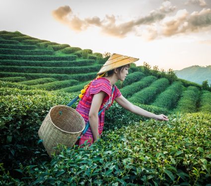 2025/10/China-tea2.jpg