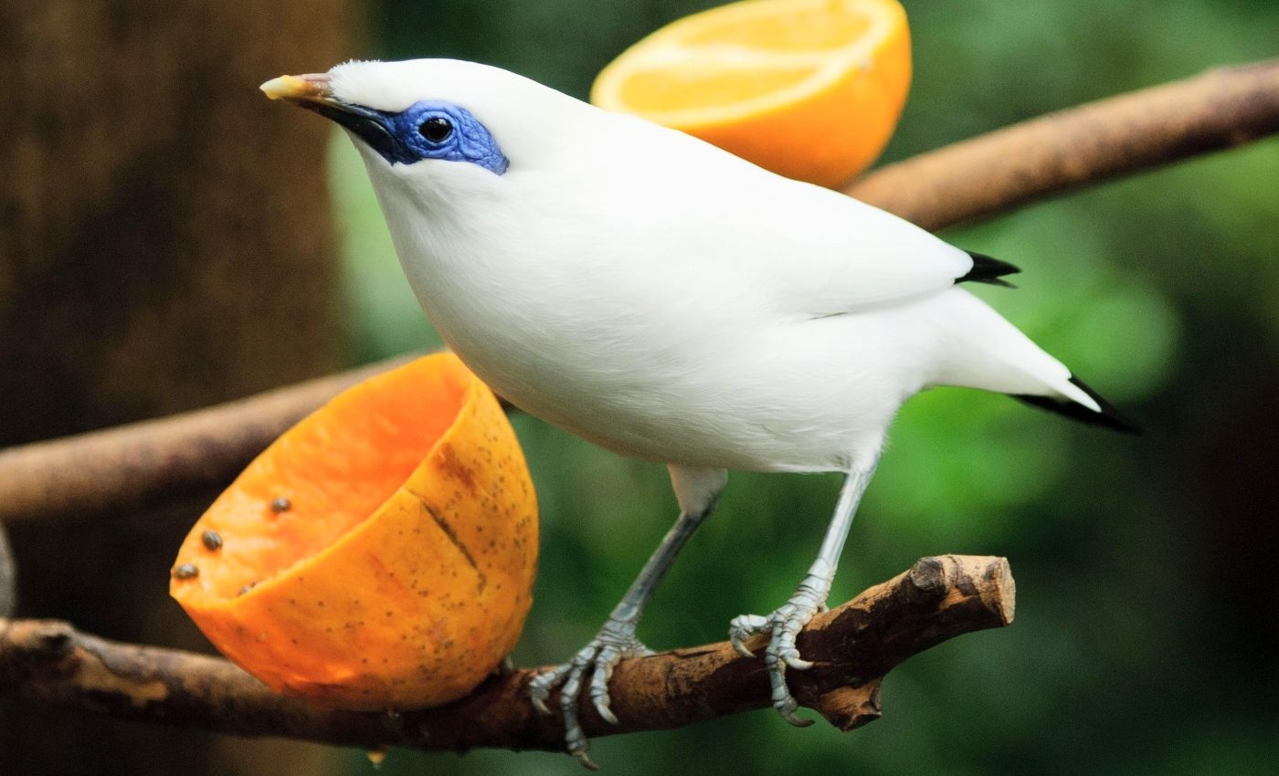 Seeds of change: How invasive animals are replanting islands