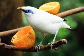 2025/10/Island-seeds.jpg