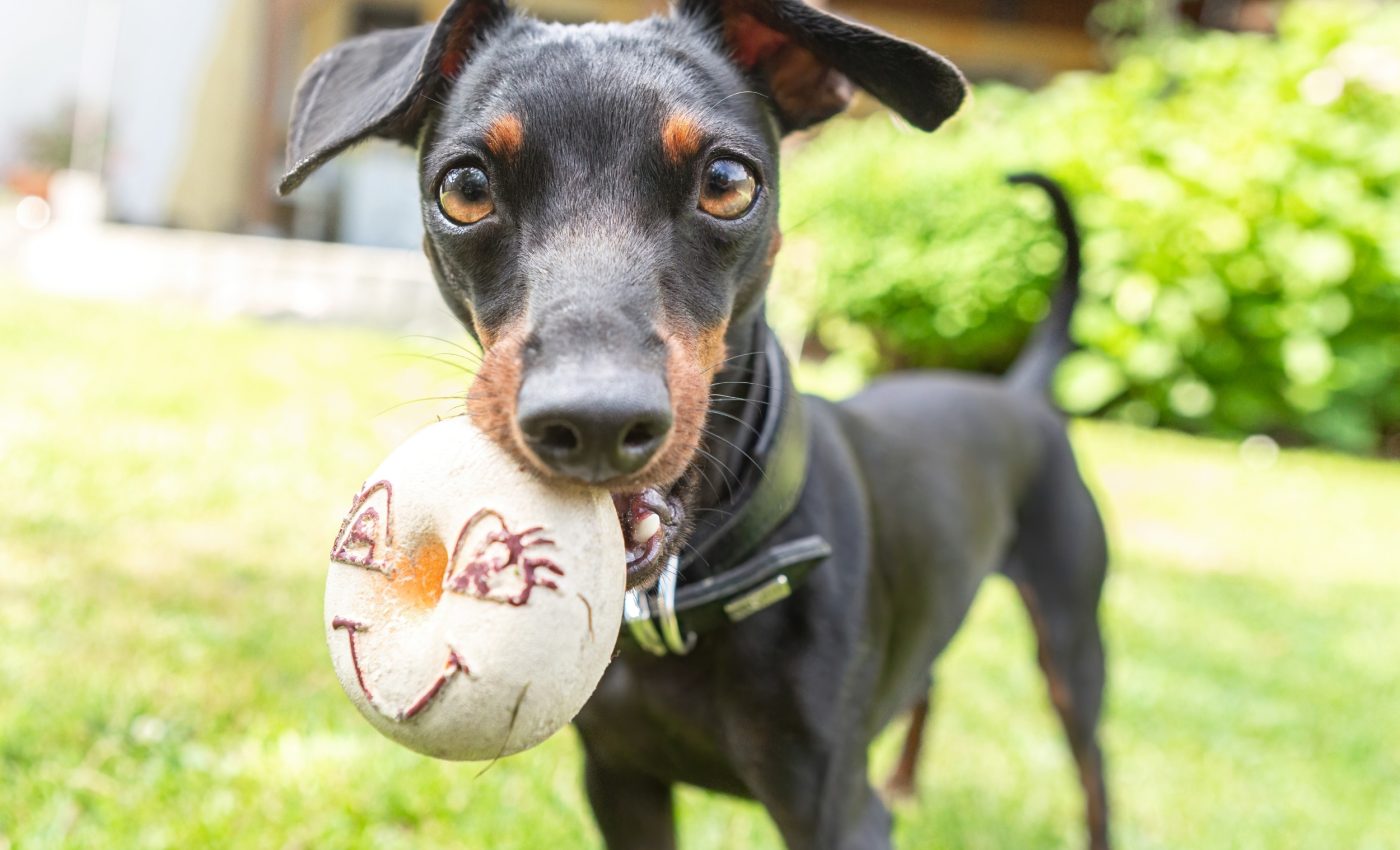 Addicted to toys: Why some dogs can’t stop playing